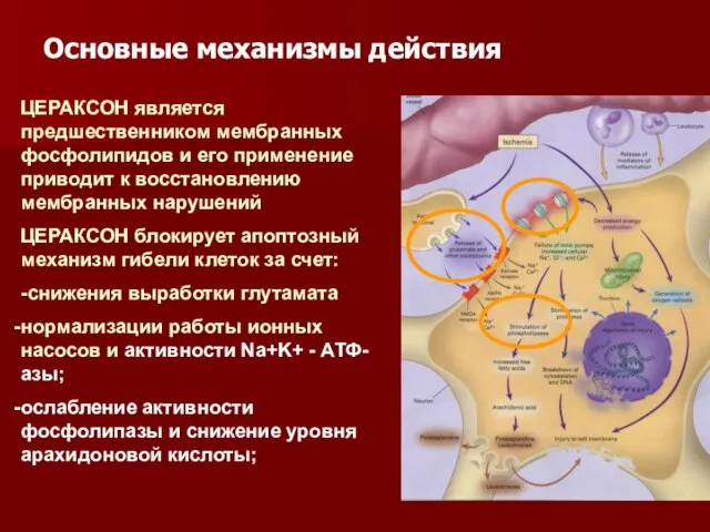 ЦЕРАКСОН является предшественником мембранных фосфолипидов и его применение приводит к восстановлению мембранных