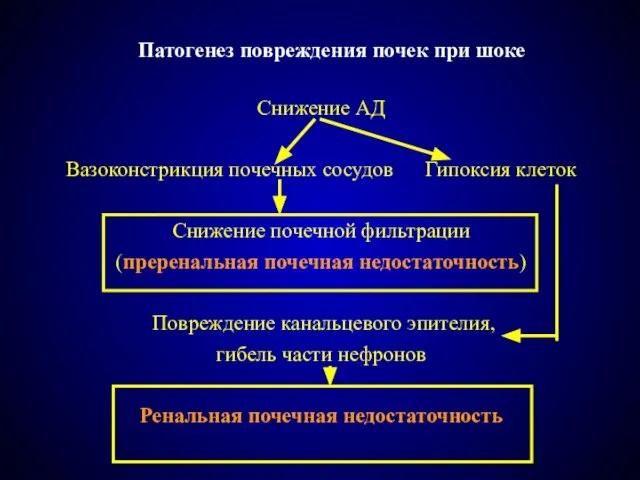 Патогенез повреждения почек при шоке Снижение АД Вазоконстрикция почечных сосудов Гипоксия клеток