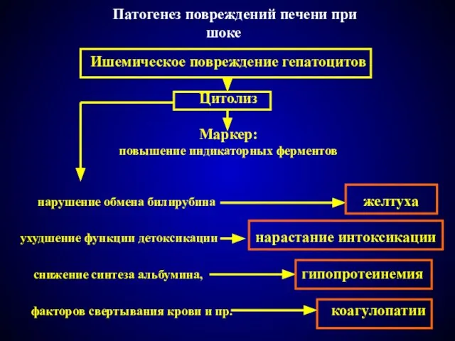 Патогенез повреждений печени при шоке Ишемическое повреждение гепатоцитов Цитолиз Маркер: повышение индикаторных