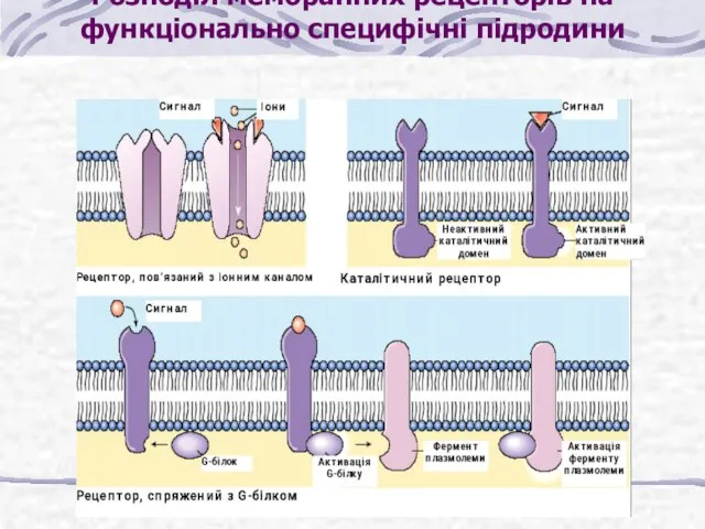 Розподіл мембранних рецепторів на функціонально специфічні підродини