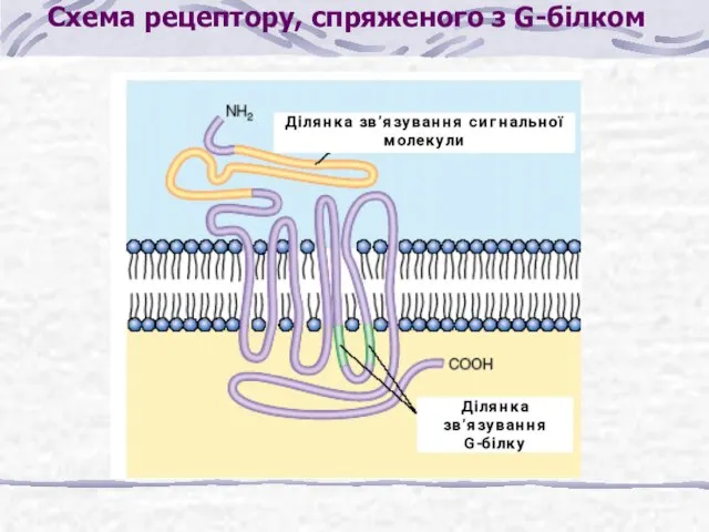 Схема рецептору, спряженого з G-білком