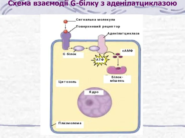 Схема взаємодії G-білку з аденілатциклазою