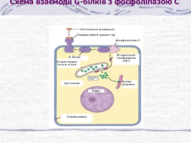 Схема взаємодії G-білків з фосфоліпазою С