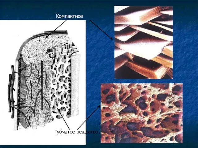 Компактное вещество Губчатое вещество