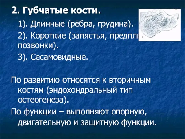 2. Губчатые кости. 1). Длинные (рёбра, грудина). 2). Короткие (запястья, предплюсны, позвонки).