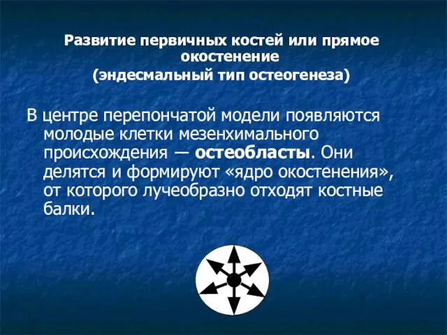 Развитие первичных костей или прямое окостенение (эндесмальный тип остеогенеза) В центре перепончатой