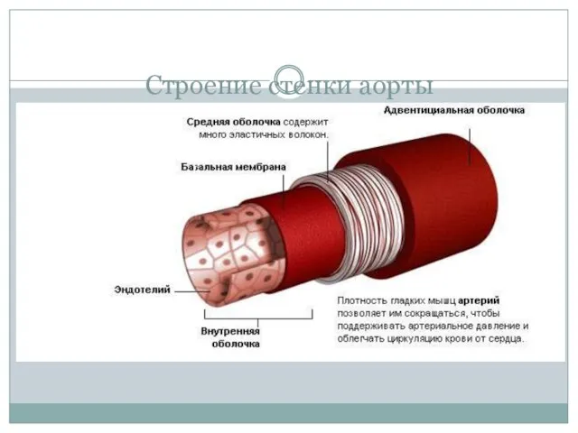 Строение стенки аорты