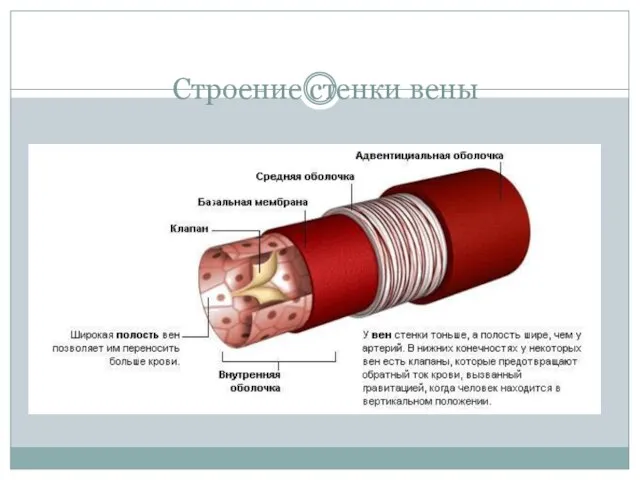 Строение стенки вены