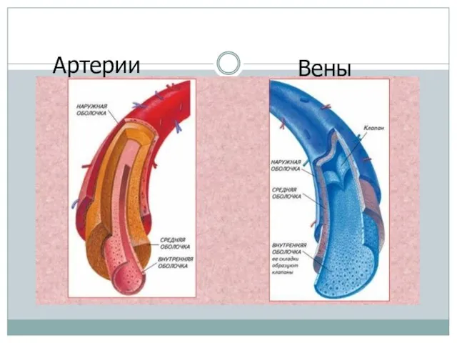 Артерии Вены