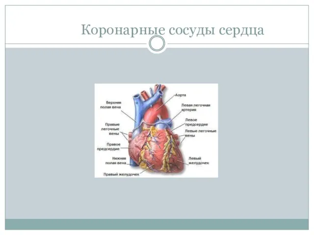 Коронарные сосуды сердца