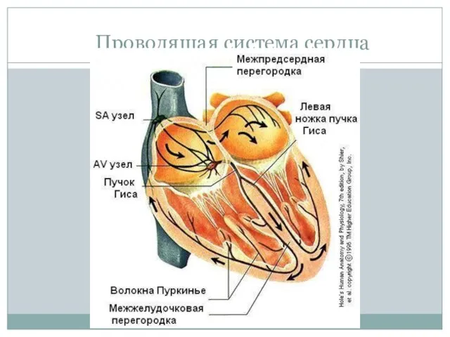 Проводящая система сердца