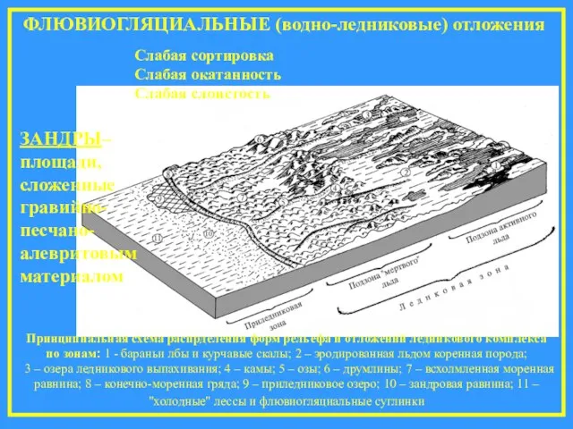 ФЛЮВИОГЛЯЦИАЛЬНЫЕ (водно-ледниковые) отложения Слабая сортировка Слабая окатанность Слабая слоистость ЗАНДРЫ– площади, сложенные