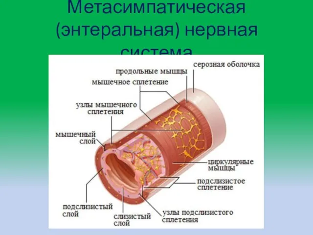 Метасимпатическая (энтеральная) нервная система