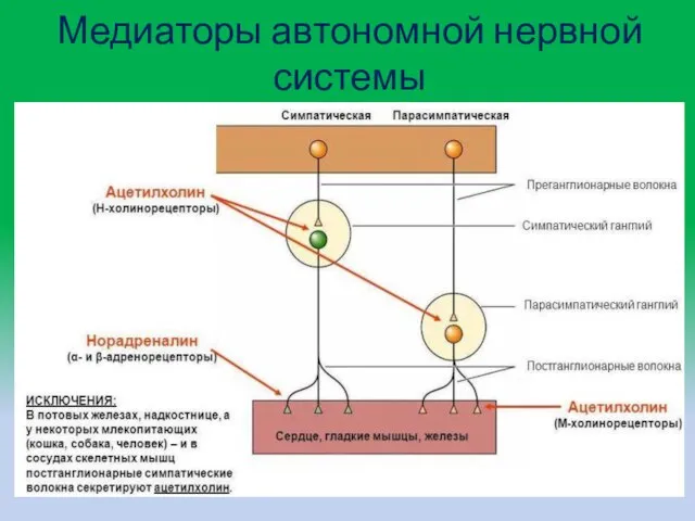 Медиаторы автономной нервной системы