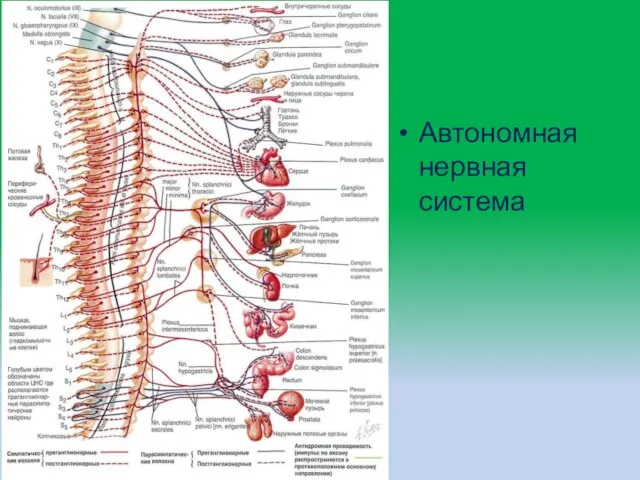 Автономная нервная система