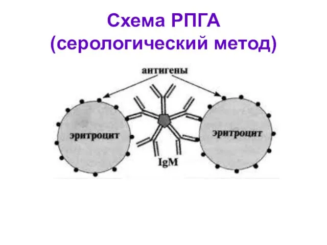 Схема РПГА (серологический метод)