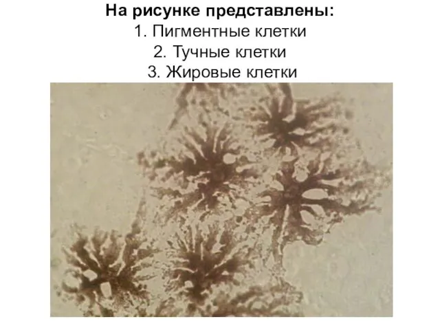 На рисунке представлены: 1. Пигментные клетки 2. Тучные клетки 3. Жировые клетки