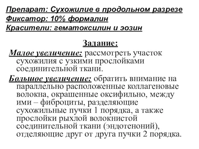 Препарат: Сухожилие в продольном разрезе Фиксатор: 10% формалин Красители: гематоксилин и эозин