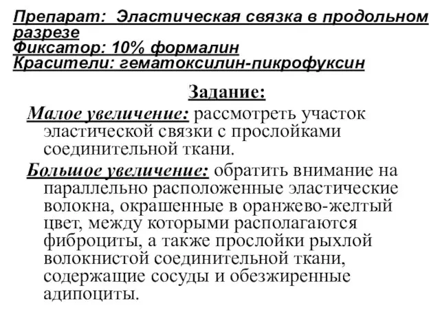 Препарат: Эластическая связка в продольном разрезе Фиксатор: 10% формалин Красители: гематоксилин-пикрофуксин Задание: