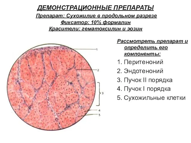 ДЕМОНСТРАЦИОННЫЕ ПРЕПАРАТЫ Препарат: Сухожилие в продольном разрезе Фиксатор: 10% формалин Красители: гематоксилин