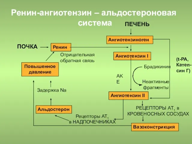 Ренин-ангиотензин – альдостероновая система (t-PA, Катеп-син Г) ПЕЧЕНЬ Ангиотензиноген Aнгиотензин I Aнгиотензин