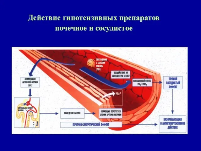 Действие гипотензивных препаратов почечное и сосудистое