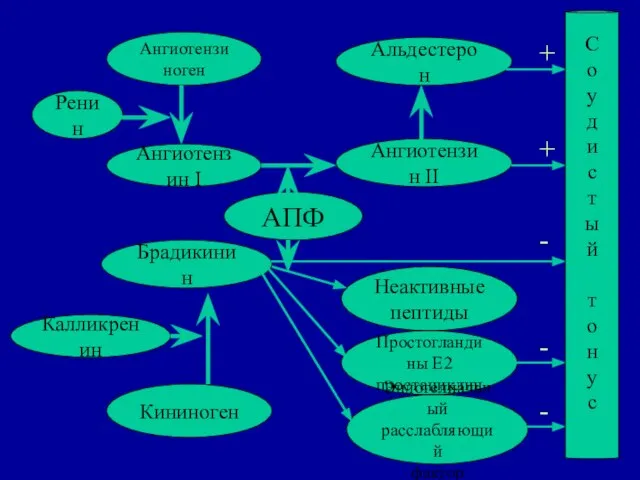 Ренин Альдестерон АПФ Ангиотензин I Калликренин Брадикинин Кининоген Ангиотензиноген Ангиотензин II Неактивные