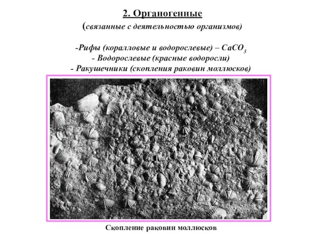 2. Органогенные (связанные с деятельностью организмов) Рифы (коралловые и водорослевые) – CaCO3