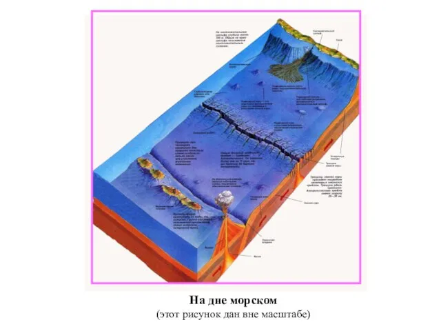 На дне морском (этот рисунок дан вне масштабе)