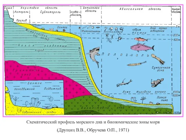 Схематический профиль морского дна и биономические зоны моря (Друщиц В.В., Обручева О.П., 1971)