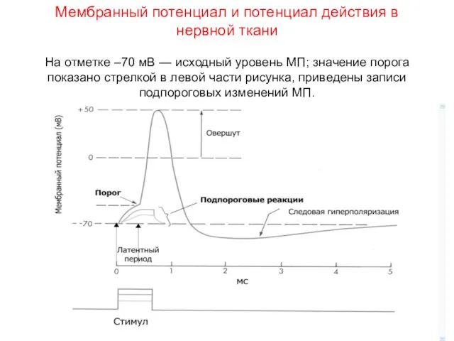 Мембранный потенциал и потенциал действия в нервной ткани На отметке –70 мВ