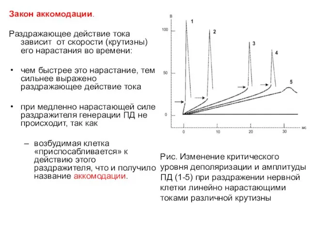 Закон аккомодации. Раздражающее действие тока зависит от скорости (крутизны) его нарастания во