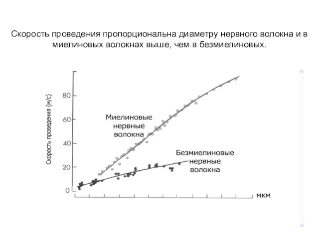 Скорость проведения пропорциональна диаметру нервного волокна и в миелиновых волокнах выше, чем в безмиелиновых.