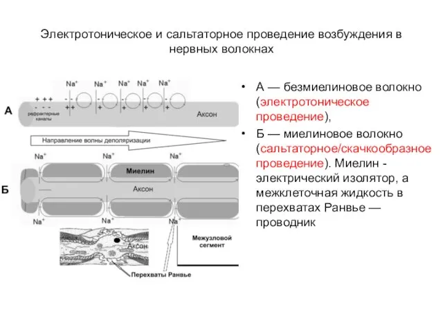 Электротоническое и сальтаторное проведение возбуждения в нервных волокнах А — безмиелиновое волокно