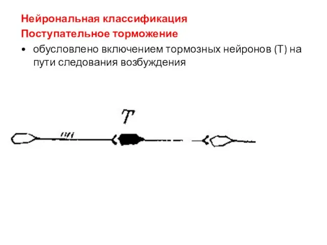 Нейрональная классификация Поступательное торможение обусловлено включением тормозных нейронов (Т) на пути следования возбуждения