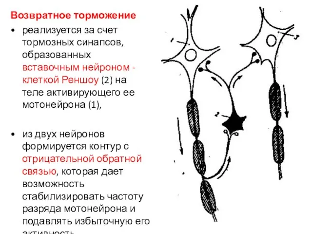 Возвратное торможение реализуется за счет тормозных синапсов, образованных вставочным нейроном - клеткой