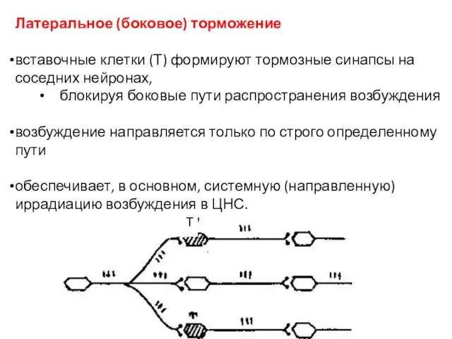 Латеральное (боковое) торможение вставочные клетки (Т) формируют тормозные синапсы на соседних нейронах,