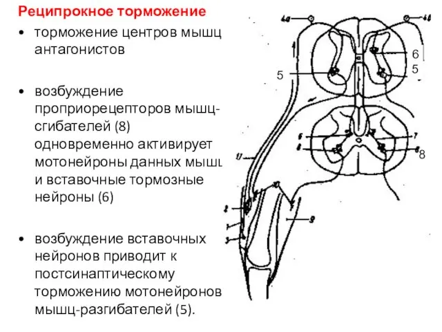 Реципрокное торможение торможение центров мышц-антагонистов возбуждение проприорецепторов мышц-сгибателей (8) одновременно активирует мотонейроны