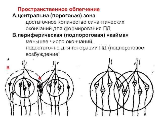 Пространственное облегчение центральна (пороговая) зона достаточное количество синаптических окончаний для формирования ПД