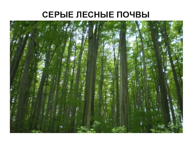 СЕРЫЕ ЛЕСНЫЕ ПОЧВЫ