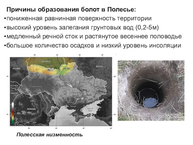 Причины образования болот в Полесье: пониженная равнинная поверхность территории высокий уровень залегания