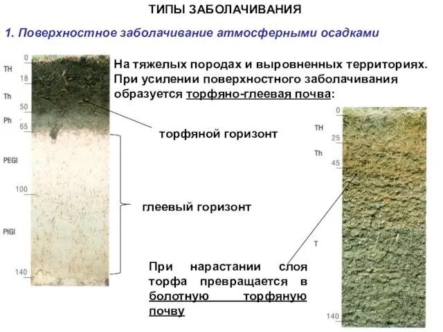 ТИПЫ ЗАБОЛАЧИВАНИЯ 1. Поверхностное заболачивание атмосферными осадками На тяжелых породах и выровненных