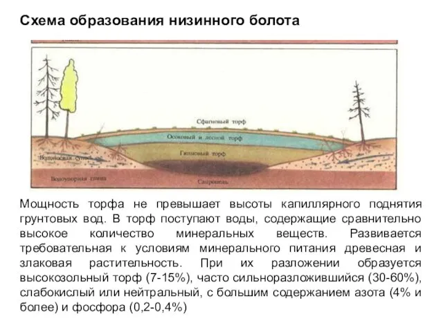 Схема образования низинного болота Мощность торфа не превышает высоты капиллярного поднятия грунтовых