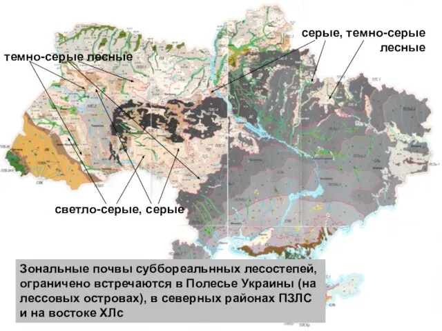 серые, темно-серые лесные светло-серые, серые темно-серые лесные Зональные почвы суббореальнных лесостепей, ограничено