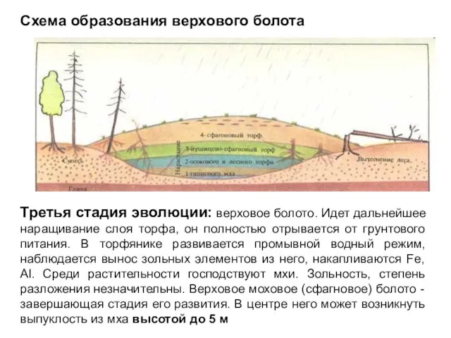 Третья стадия эволюции: верховое болото. Идет дальнейшее наращивание слоя торфа, он полностью