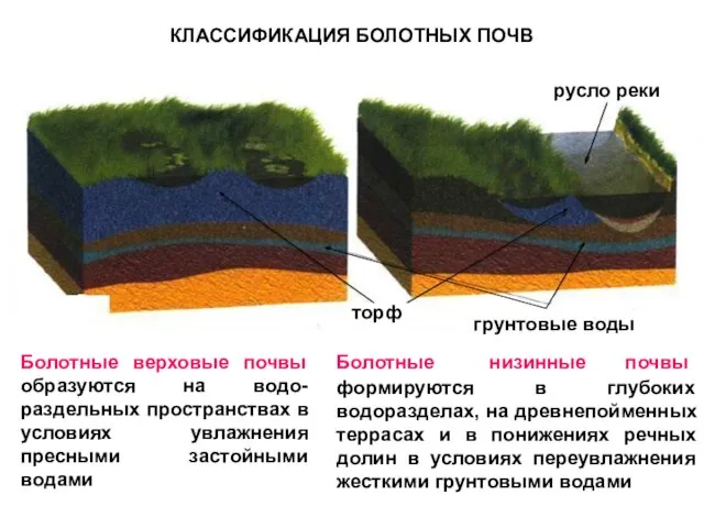 КЛАССИФИКАЦИЯ БОЛОТНЫХ ПОЧВ русло реки грунтовые воды торф Болотные верховые почвы образуются