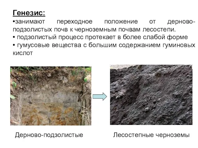 Генезис: •занимают переходное положение от дерново-подзолистых почв к черноземным почвам лесостепи. •