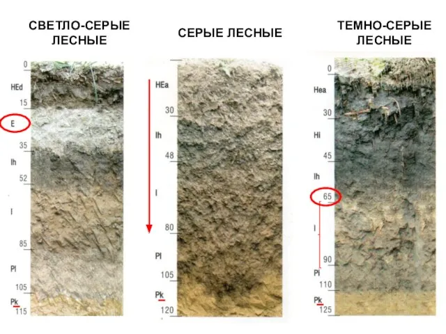 ТЕМНО-СЕРЫЕ ЛЕСНЫЕ СВЕТЛО-СЕРЫЕ ЛЕСНЫЕ СЕРЫЕ ЛЕСНЫЕ