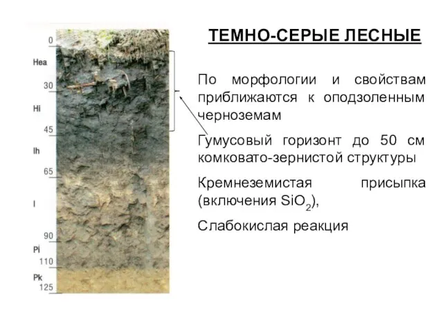 По морфологии и свойствам приближаются к оподзоленным черноземам Гумусовый горизонт до 50