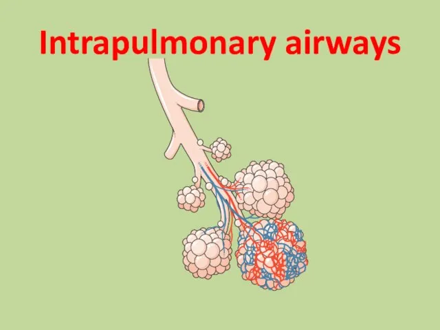 Intrapulmonary airways